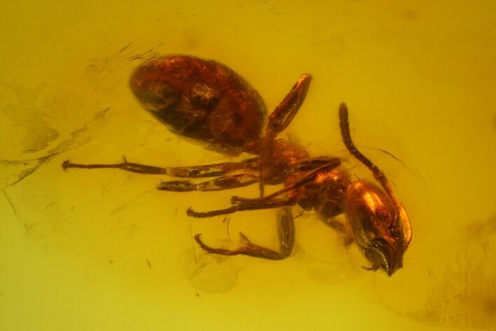 Fossil Ant (Formicidae) In Baltic Amber #145474